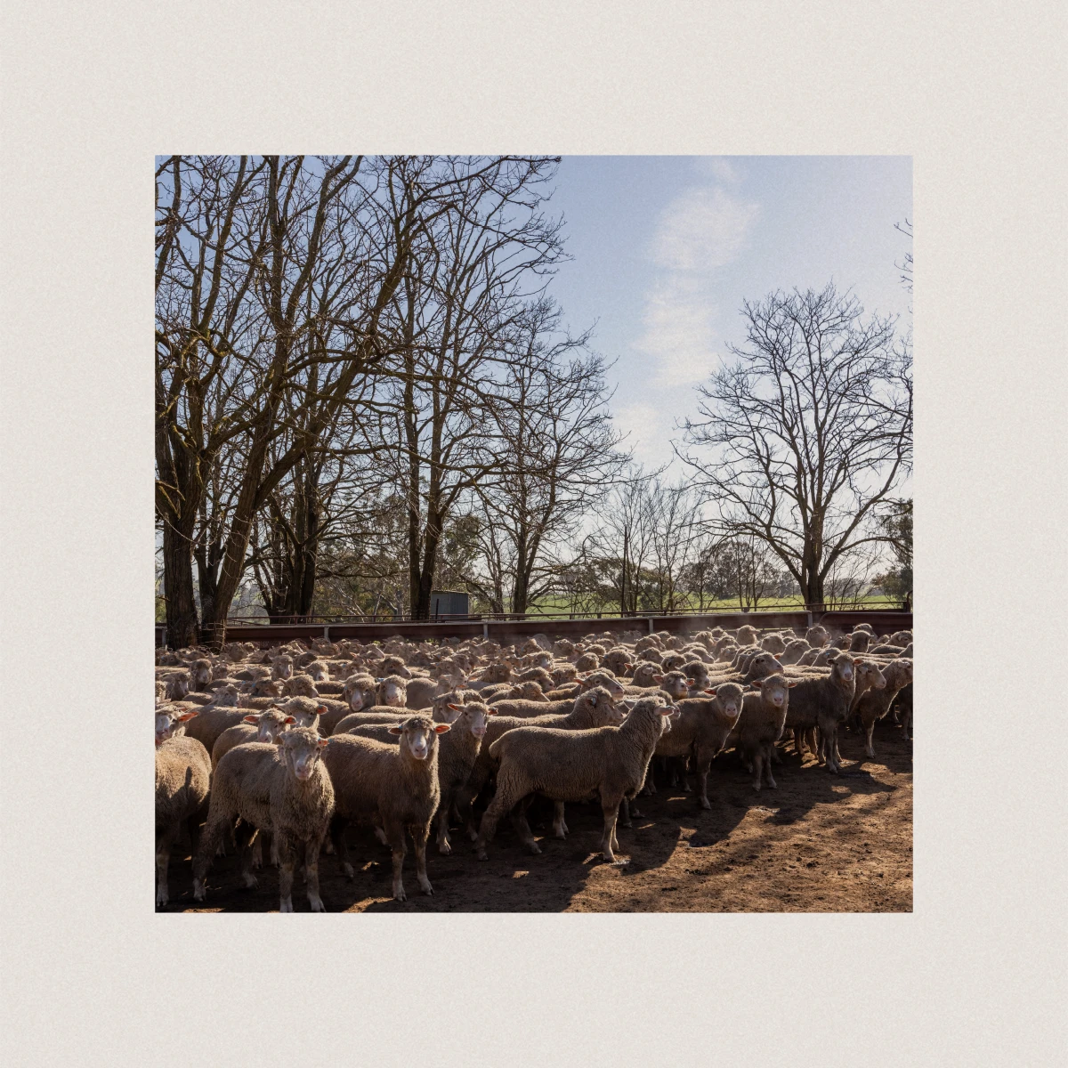 Heritage farm marketing for Mylora prestige rural property showcasing livestock enterprise with sheep herd in atmospheric morning light under bare winter trees